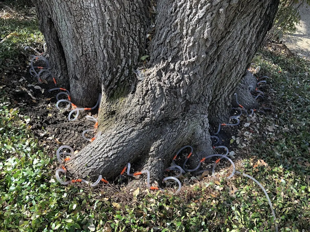 Detailed Tree Cabling and Bracing job site in Donaldsonville