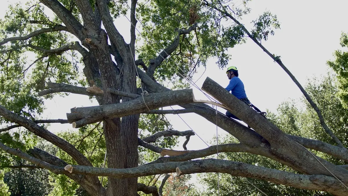 Professional Crown Thinning performed by certified arborists in Donaldsonville