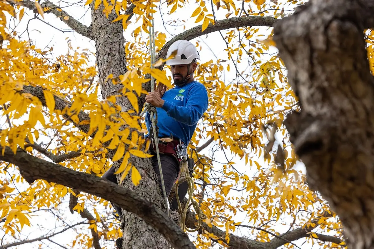Skilled Tree Pruning crew working in Donaldsonville